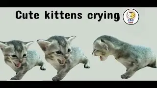 Cute kittens crying 😰