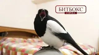 Битбокс по-сорочьи. Борщ.