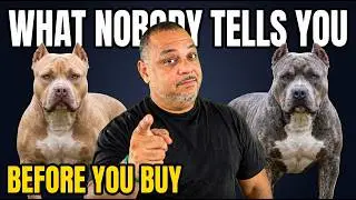 American Bully Pros And Cons
