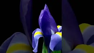 flower bloom  