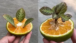With only 1 orange you can successfully propagate flowers from leaves