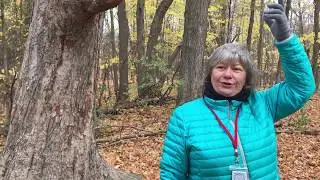 Priscilla Corcoran -- Woods hike with healing elements -- Saturday, October 27, 2018