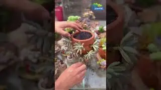 Идея посадки суккулентов | Наша группа в vk 