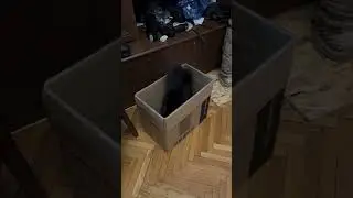Кошка прыгает в коробку без смс и регистрации #cat #cats #catvideos #animals #funnyshorts
