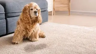 🩸 How to Stop Dog Peeing Indoors Quickly - Puppy Potty Training