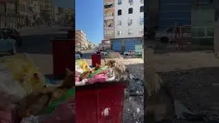 Египетские тигры напали на меня 🐅
