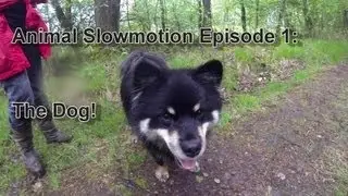 Animal Slowmotion Episode1: The Dog [Gopro Hero3 Black edition]
