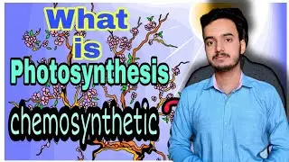 What is photosynthesis | life without photosynthesis? | 