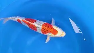 Kujaku #koigarden #koi #koifish #carpakoi