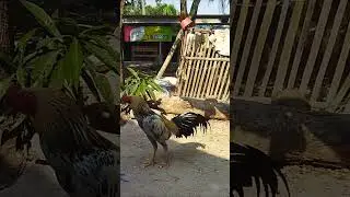 si jalak clingak clinguk#shorts #ayam #chicken
