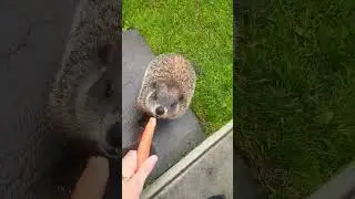 Sparkle "I'll Take That Carrot Thank You!!" #groundhog #carrot #zoom #cute #adorable #cutie #fur