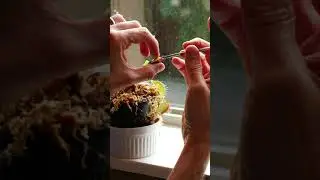 Feeding My Venus Flytrap Candy Instead Of Flies