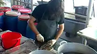 Караси и карпики