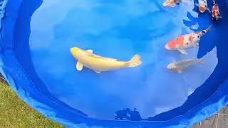 ✅ FKS 2024 Préparatifs J-1 du France Koï Show a St Quentin sur Nohain