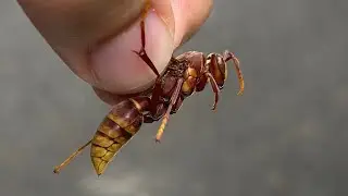La avispa EJECUTORA, la picada mas DOLOROSA del mundo?