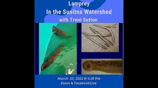 Pacific Lamprey in the Susitna Watershed with Trent Sutton