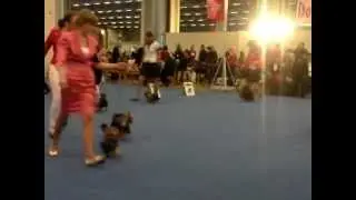 Finnish Winner 2012. Кобели юниоры.MP4