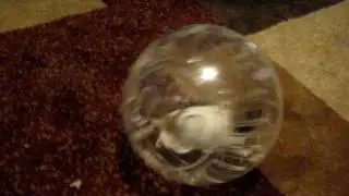 Our new baby hamster :)