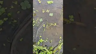 Hand fishing|Real fishing|#fishing