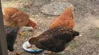 Chickens eating rotisserie Chicken