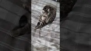 Просто котэ