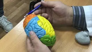 Модель мозга 1