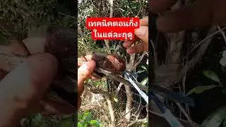 เทคนิคการตอนกิ่งในแต่ละฤดูกาล #การขยายพันธุ์พืช #วิธีตอนกิ่ง #การตอนกิ่ง #ไม้มงคล