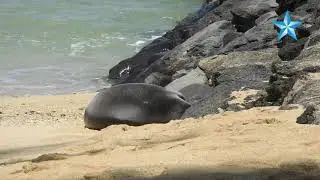 Hawaiian monk seal pup Loli‘i weaned by mother at Kaimana Beach