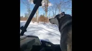 Yukon the Husky Polaris RZR