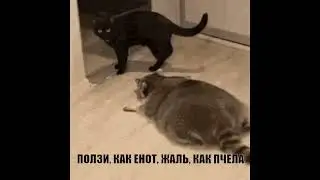 Енот в атаке