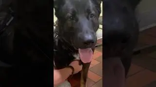 I went to the vet!😰😰😰 #doglover #germanshepherd #gsd #cool #dog #cutedog #dogs #pet #pets #aww
