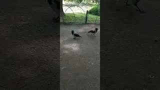 Смешные Вороны
