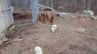 Shih-Tzu Chasing chickens.