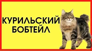 КУРИЛЬСКИЙ БОБТЕЙЛ
