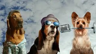 Big Ears and Tinny - Blue Skies - (Official Audio) - PUP STAR