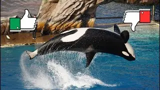 ¿NO A LOS ESPECTACULOS CON DELFINES? ESTE FUÉ EL FINAL DE LA BALLENA KEIKO | PODCAST