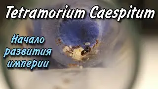 Tetramorium Caespitum / Начало развития империи!