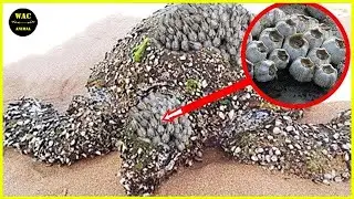 50 Animals That Asked People for Help & Kindness! Save Sea Turtles Removing Painful Barnacles! #131
