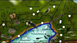 Biocoenosis | Wikipedia audio article