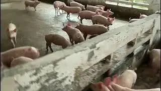 Tag Your Spirited Pig Friends