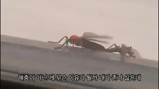 러브버그