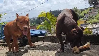 pitbull monster girl 😱 