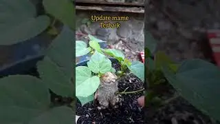 update mame the best#shortsviralbonsai#