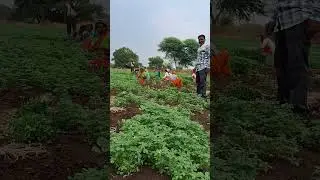 Methi ki sabji, #new #trending #youtubeshorts Hindi video. Hindi gana