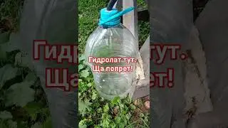 как сделать гидролат туи в полевых условиях. перегонка на дровах #эфирноемасло #diy
