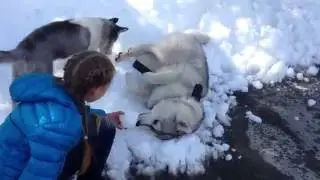 Кусочек зимы для хаски