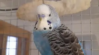 Happy budgie  sounds 3 minutes                 #parakeet #birds #budgies #cute