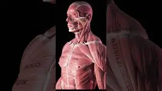 The Trapezius muscle in 3D 