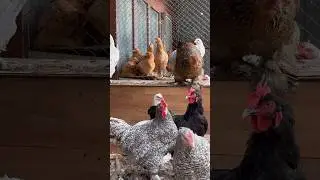 Вечер проводим среди цыплят