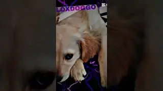 Suggested Video By 